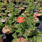 Nátržník krovitý (Potentilla fruticosa) ´MARIAN RED ROBIN´® - výška 20-30 cm, kont. C2L